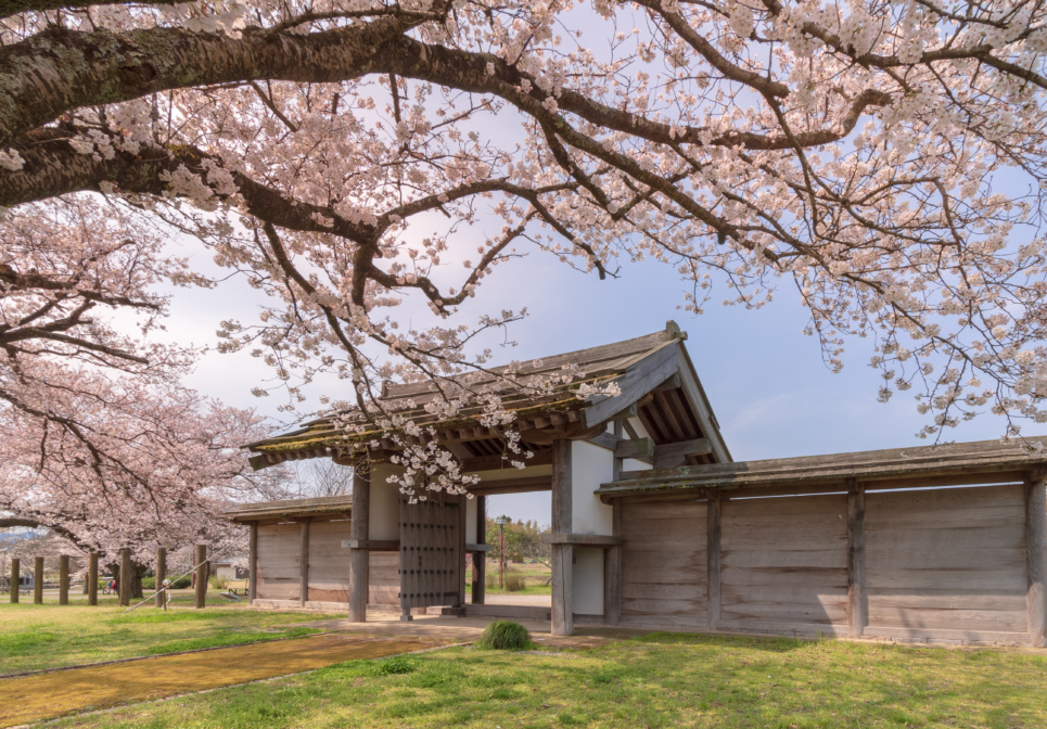 倉吉の桜お花見情報 倉吉観光mice協会