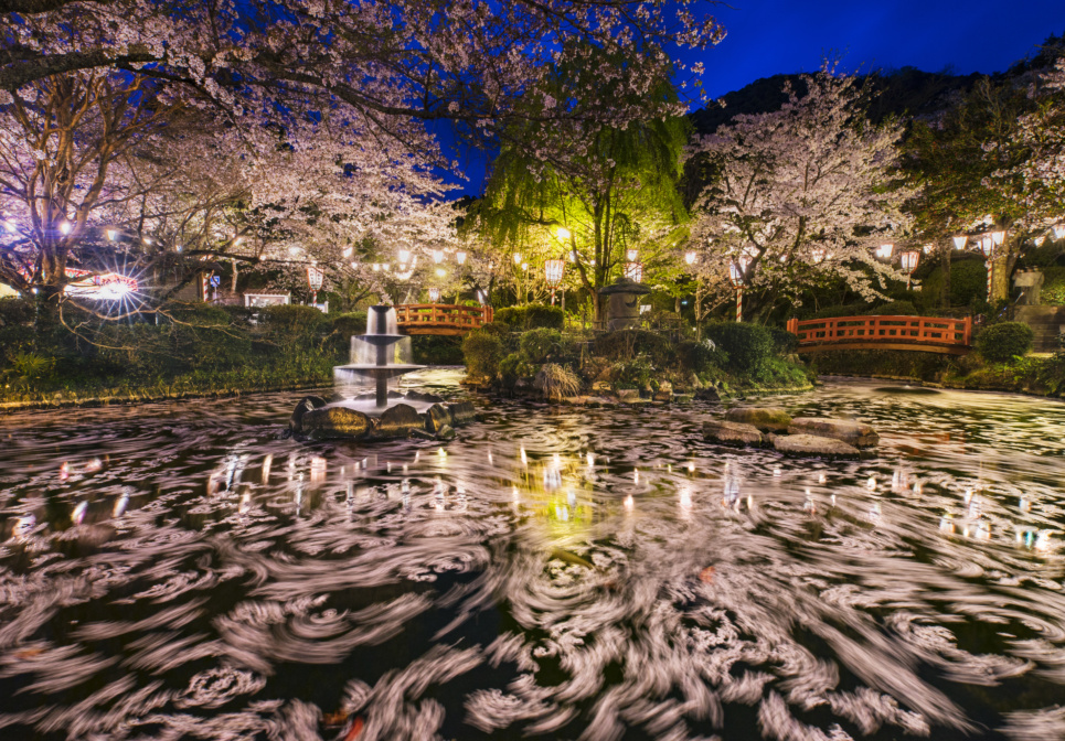 倉吉の桜お花見情報 倉吉観光mice協会