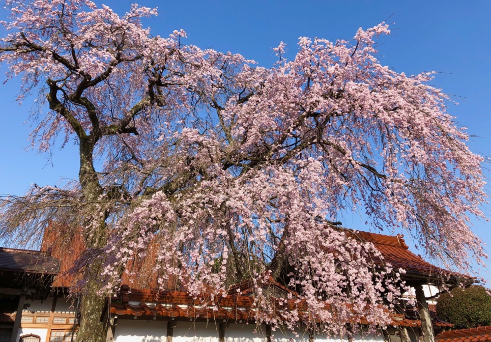 倉吉の桜お花見情報 倉吉観光mice協会