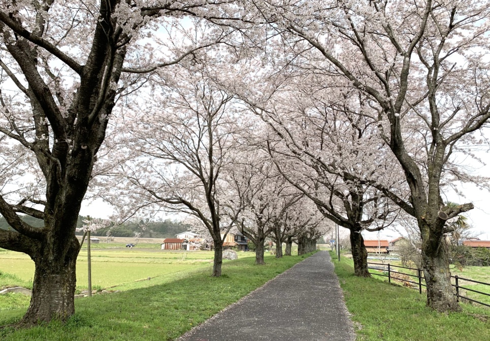 倉吉の桜お花見情報 倉吉観光mice協会