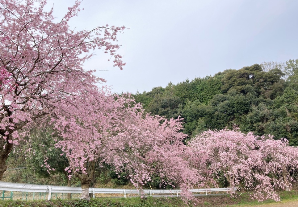 倉吉の桜お花見情報 倉吉観光mice協会