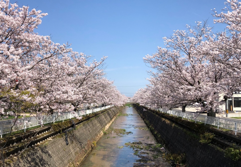 倉吉の桜お花見情報 倉吉観光mice協会