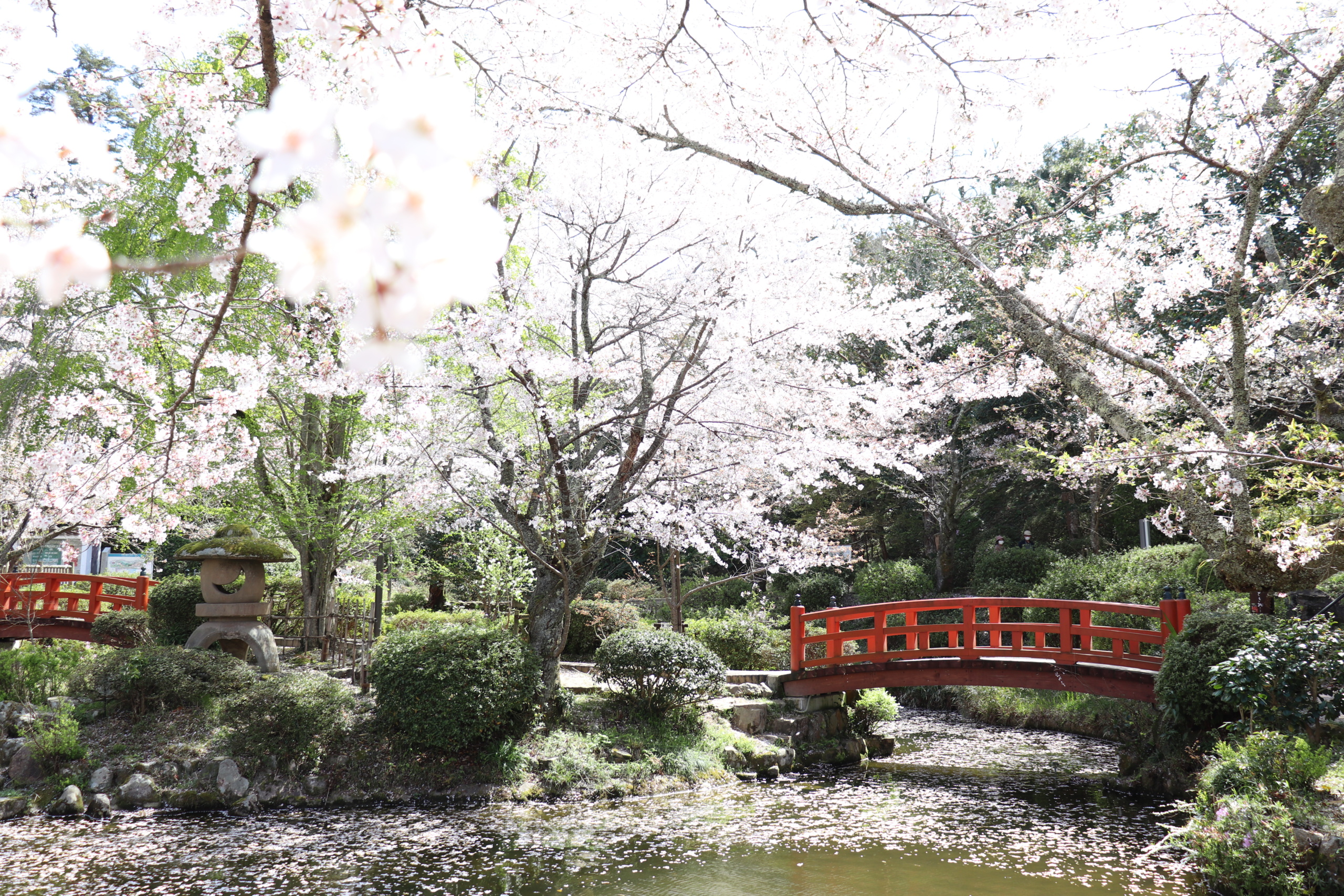 倉吉の桜お花見情報 倉吉観光mice協会