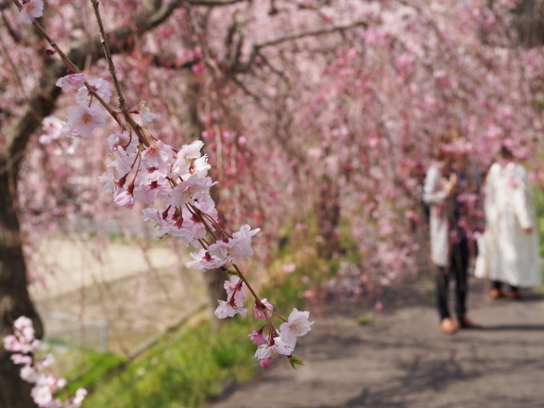 しだれ桜の里まつり